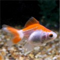 RED & WHITE FANTAIL